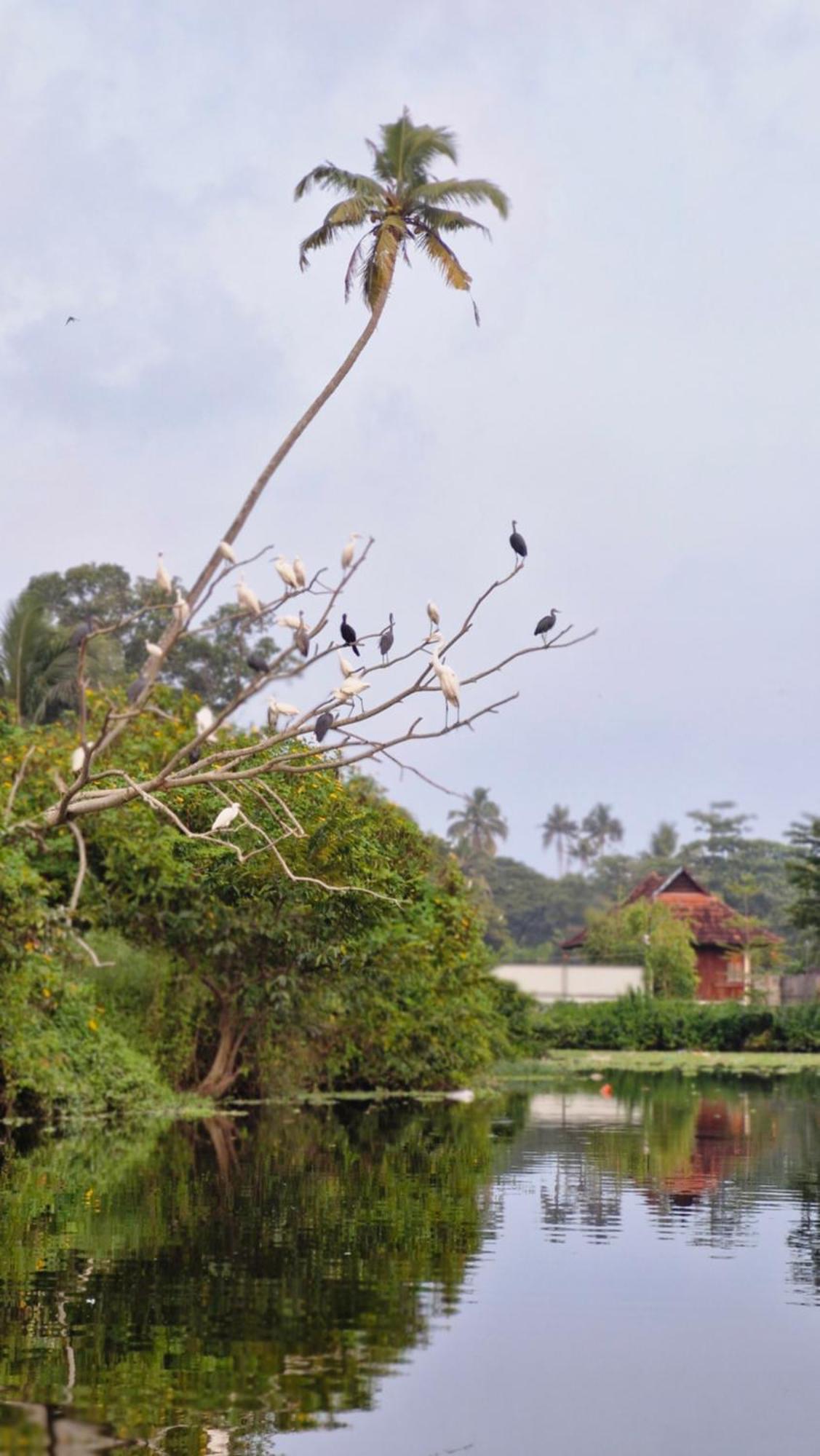 Gypsea Marari Bed & Breakfast Alappuzha Exterior photo